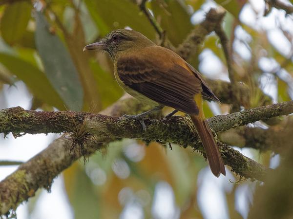 <h3><a href="/trips/costa-rica/biota/animalia/chordata/aves/040 passeriformes/011 tyrannidae/attila spadiceus/attila spadiceus-nl.html">Attila&nbsp;spadiceus</a> / Bright‑rumped&nbsp;attila / Goudstuitattila</h3>OM-1 Mark II met OLYMPUS M.150-400mm F4.5, 1/2000 sec  bij F4.5, ISO 1600, afstand 13.5&nbsp;m